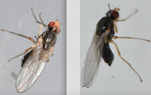 Scaptomyza pallida